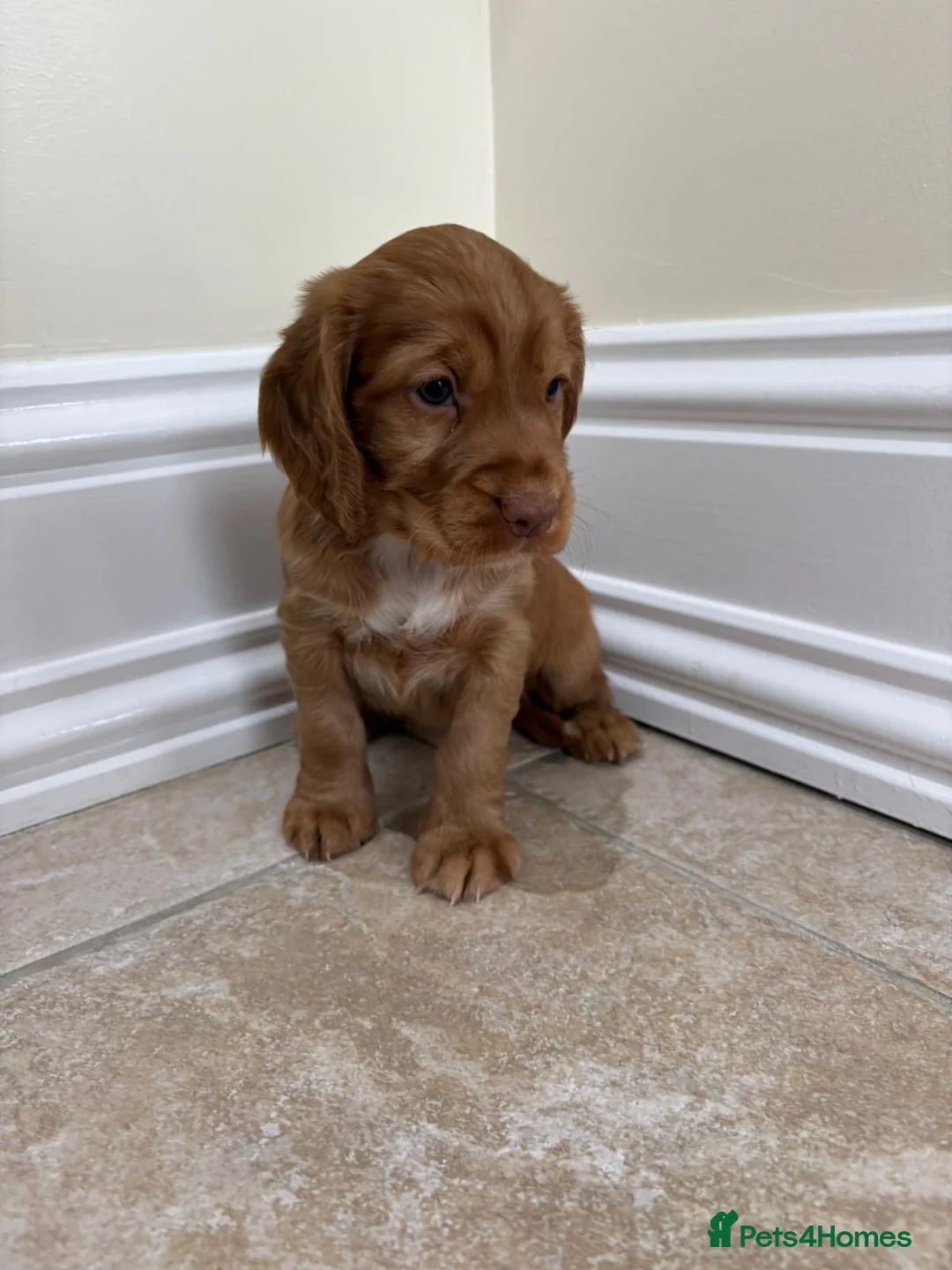Cocker Spaniel dogs for sale: Beautiful Cocker Spaniel Puppies  - Advert 4