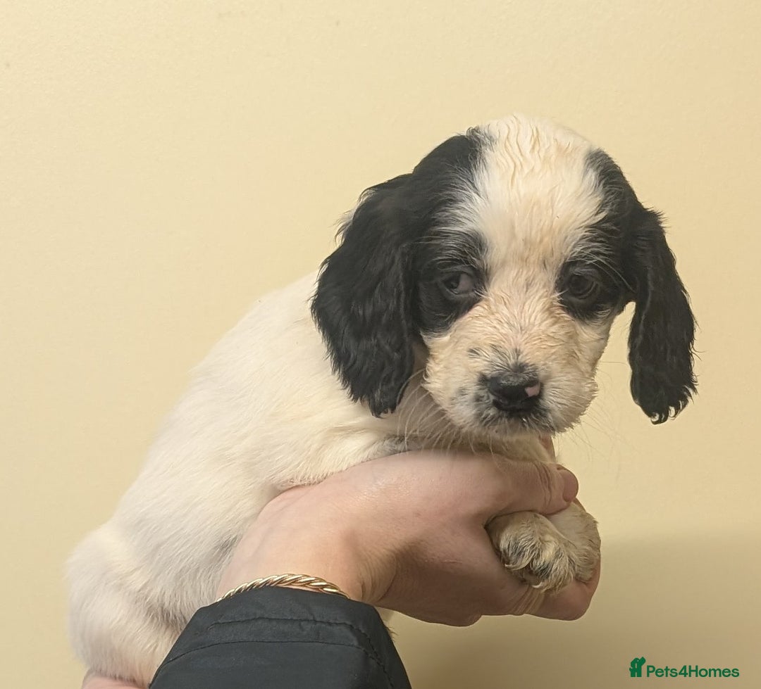 Cocker Spaniel dogs for sale: Cocker spaniel puppies  - Advert 8