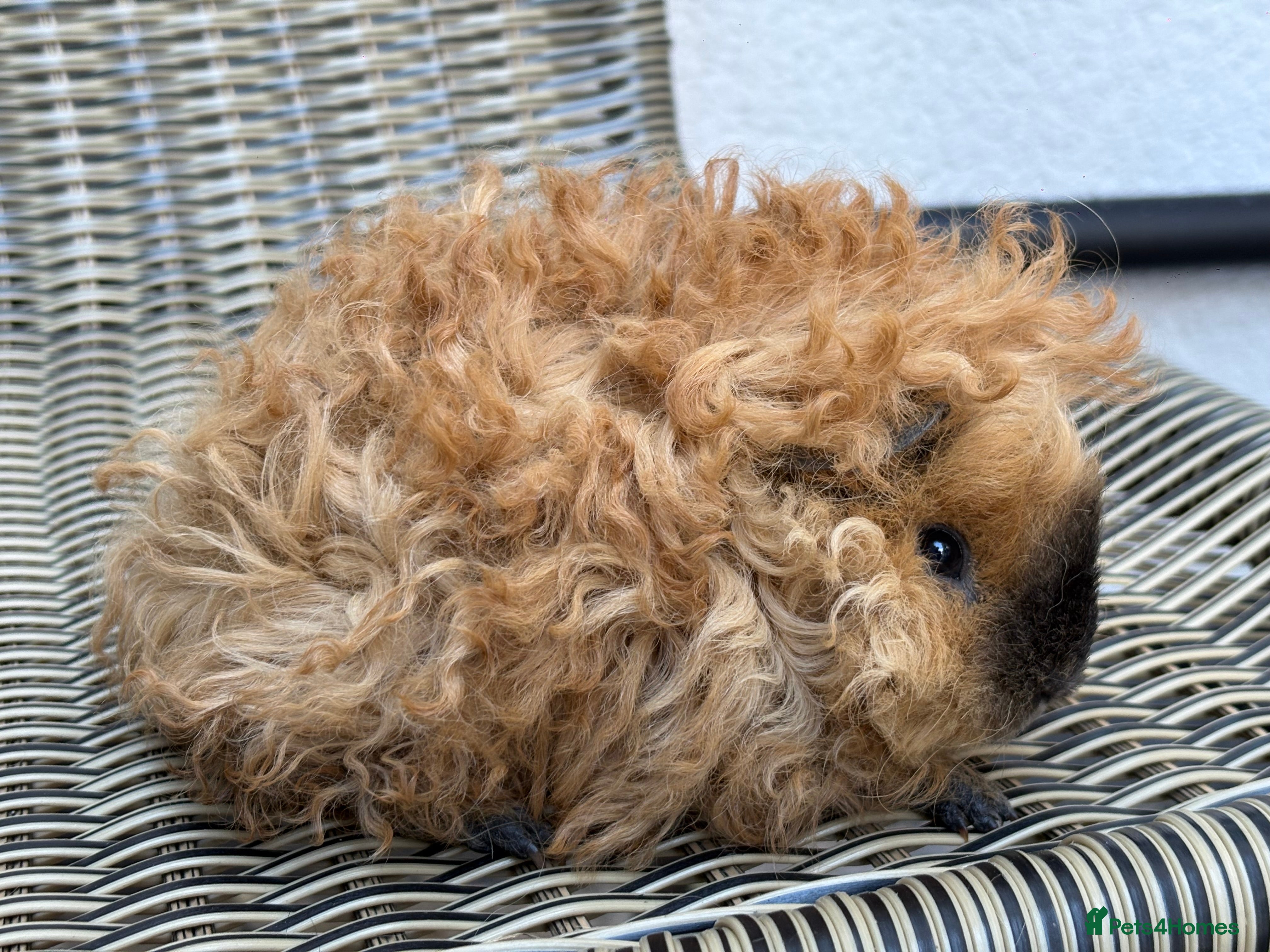 Guinea Pig rodents Lunkarya boars - Advert 1