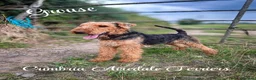Airedale Terrier dogs for sale: 💕 QUALITY FRIENDLY KC AIREDALE TERRIERS 💕 - Advert 5