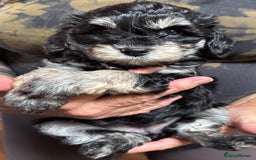 Schnoodle dogs for sale: Miniature Schoodle puppies - Image 13