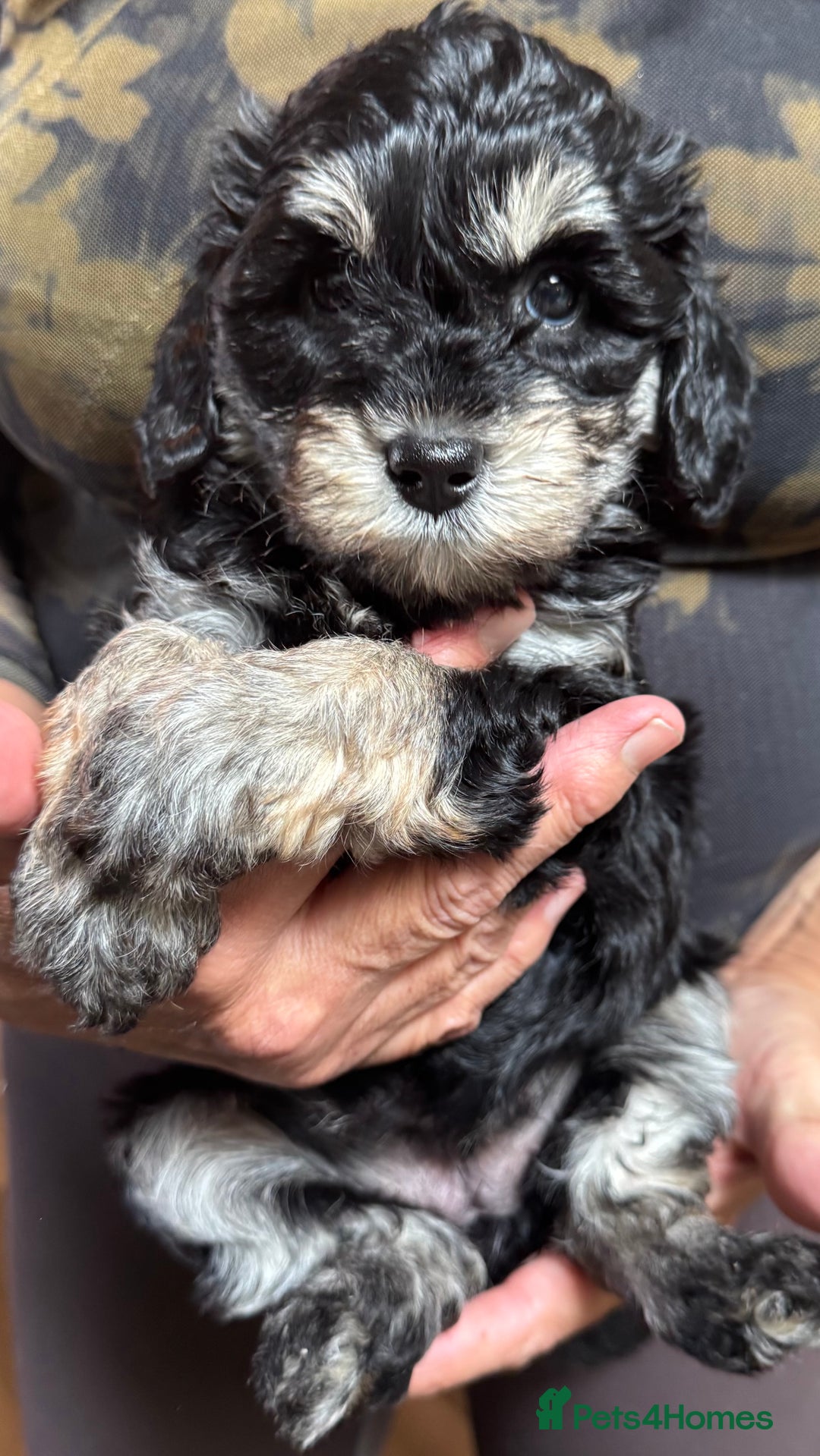 Schnoodle dogs for sale: Miniature Schoodle puppies - Image 13