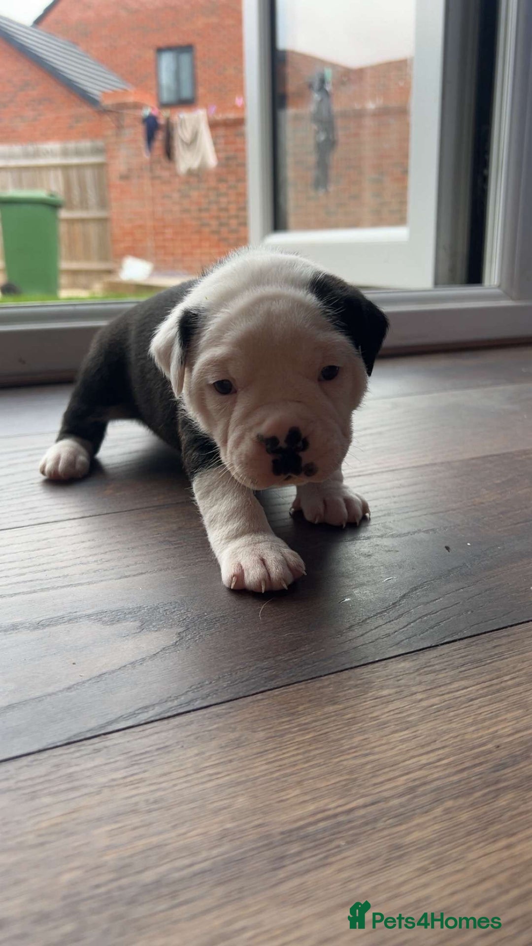 Alapaha Blue Blood Bulldog dogs for sale: IABBR registered Alapaha Blue Blood Bulldogs - Image 6