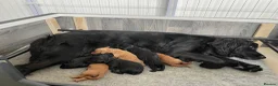 Mixed Breed dogs for sale: Adorable Cockapoo Puppies - Advert 1