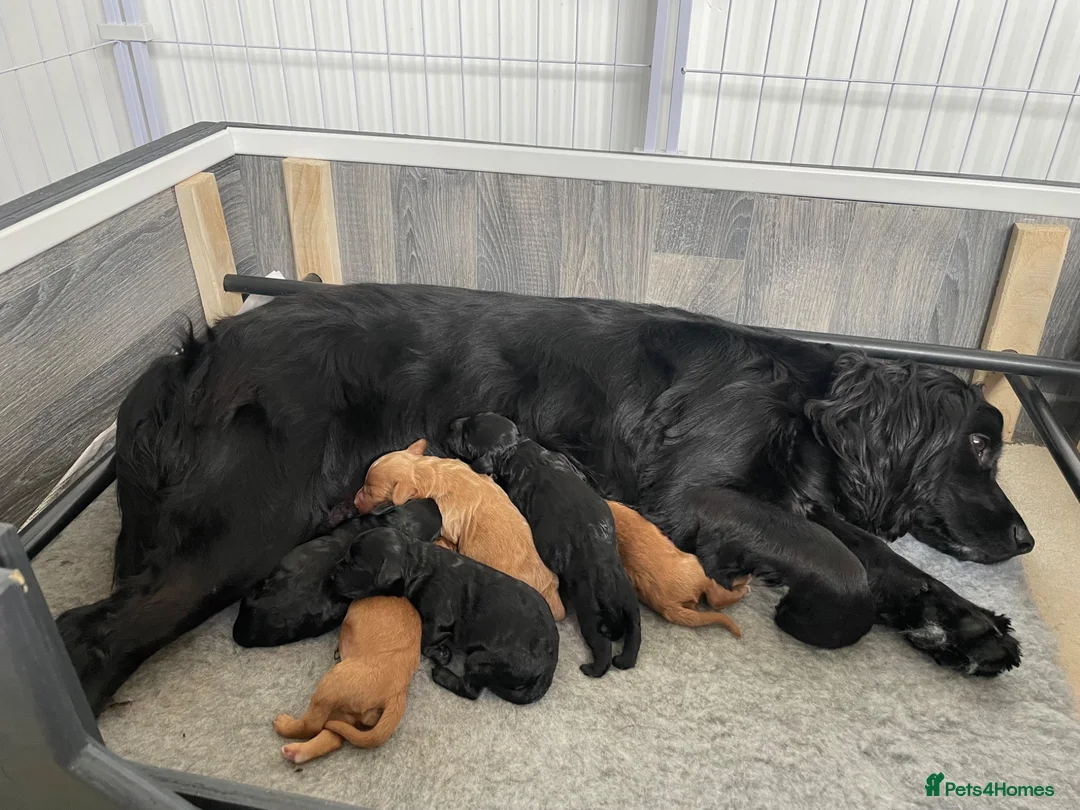 Mixed Breed dogs for sale: Adorable Cockapoo Puppies - Advert 1