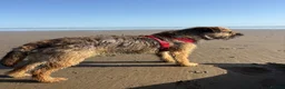 Border Terrier dogs for stud: Border Terrier for Stud - Advert 3