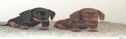 Miniature Dachshund dogs for sale: KC registered Miniature Wire haired Dachshund Boy  - Advert 6