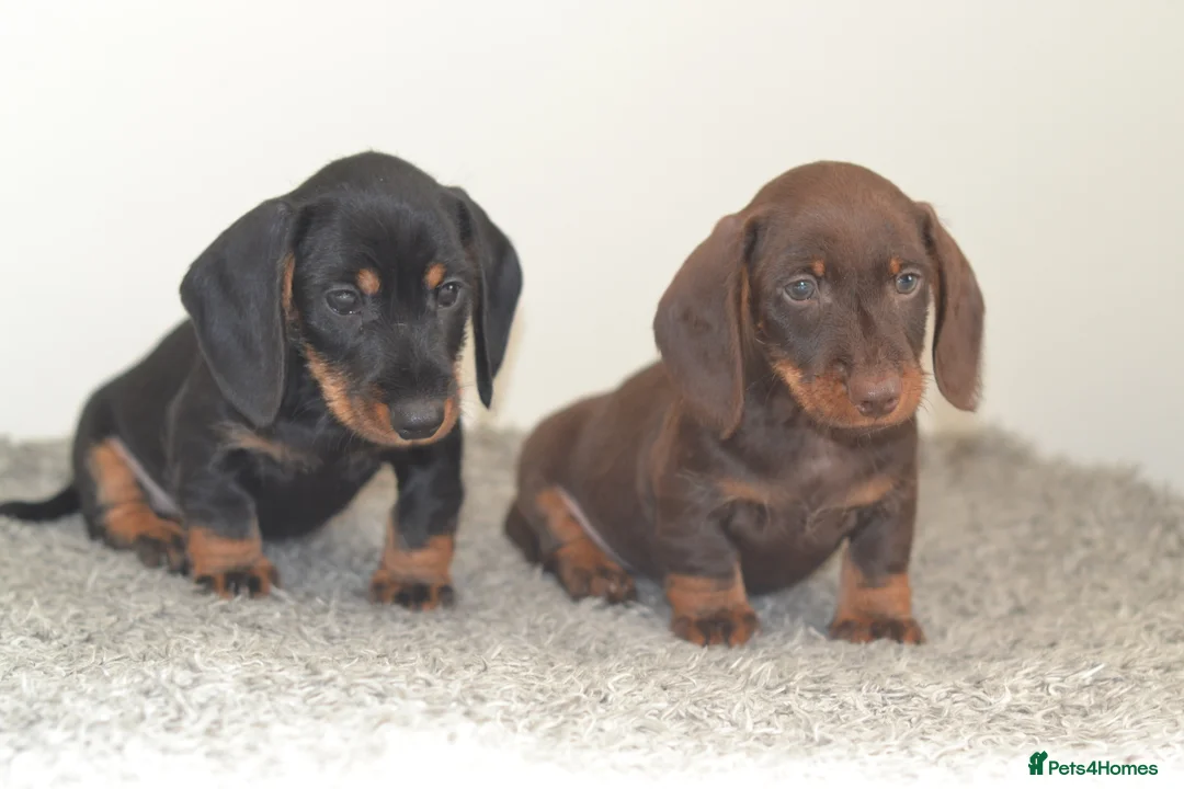 Miniature Dachshund dogs for sale: KC registered Miniature Wire haired Dachshund Boy  - Advert 6