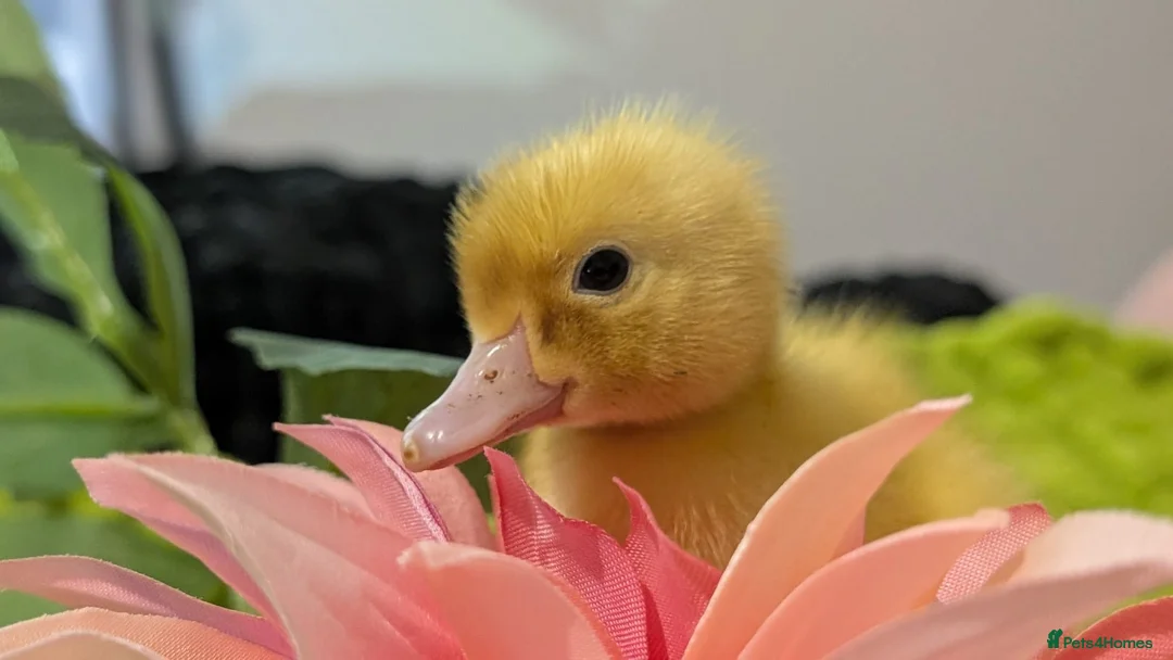 Ducks poultry for sale: Our gorgeous little ducklings have arrived! 🥰🐣 - Advert 2