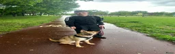 Mixed Breed dogs for sale: Rehome needed - Advert 2
