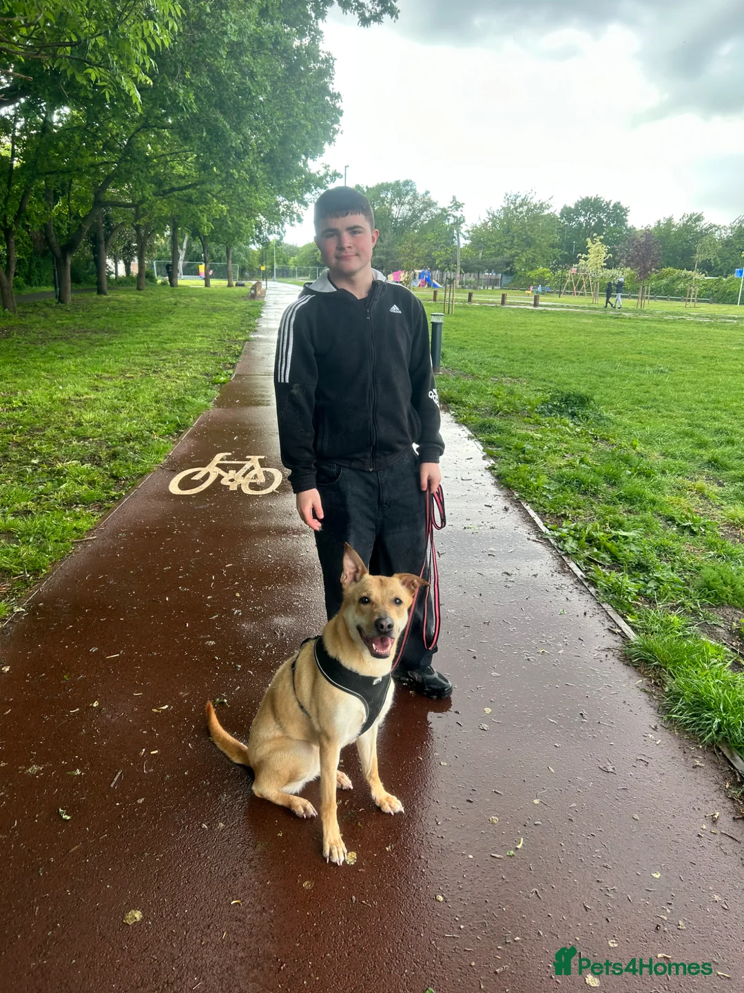 Mixed Breed dogs for sale: Rehome needed - Advert 2