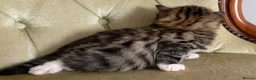 Siberian cats for sale: Classic Siberian GCCF Paris - Advert 8