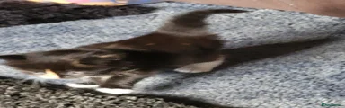Mixed Breed Kitten 4