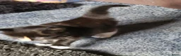 Mixed Breed cats for sale: Beautiful kittens in Cambridge - Advert 8