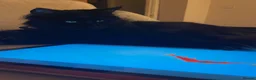 Maine Coon cats for sale: Maine coon kitten - Advert 7
