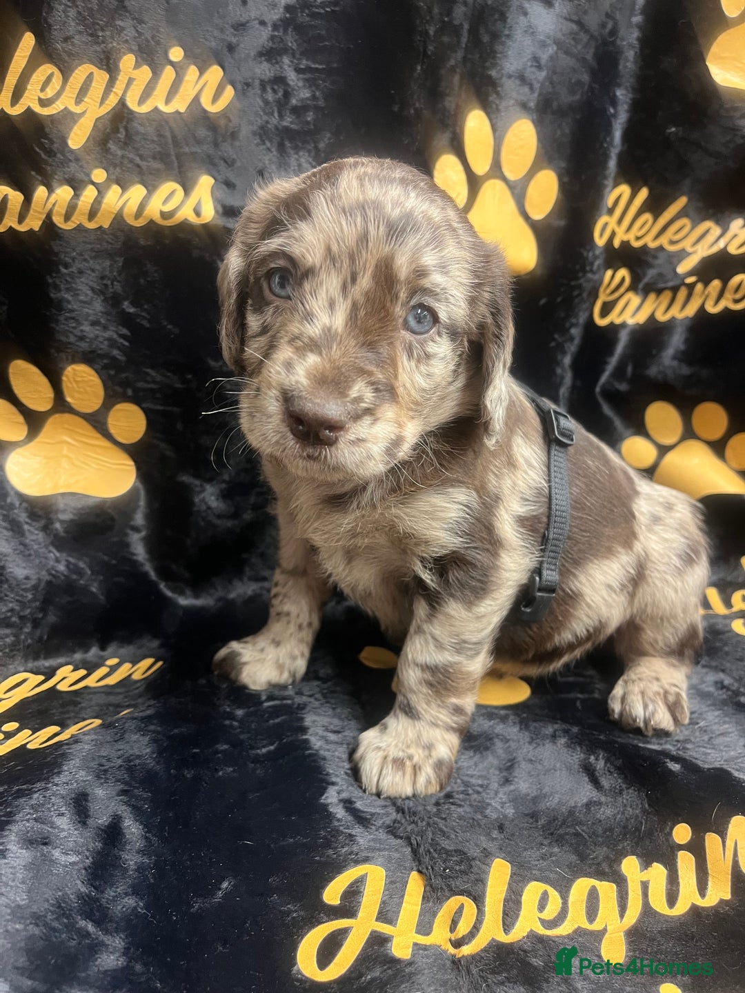 Labradoodle dogs for sale: 5 ⭐️ licensed Home breeder - Advert 19