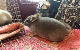 Chinchilla rodents for sale: Chinchilla babies - Image 7