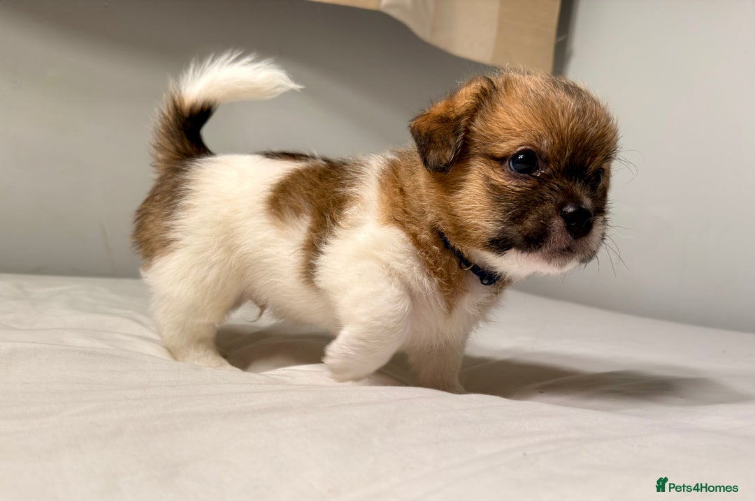 Mixed Breed dogs for sale: Stunning Jack tzu puppies. Jack Russell x Shih Tzu - Image 7
