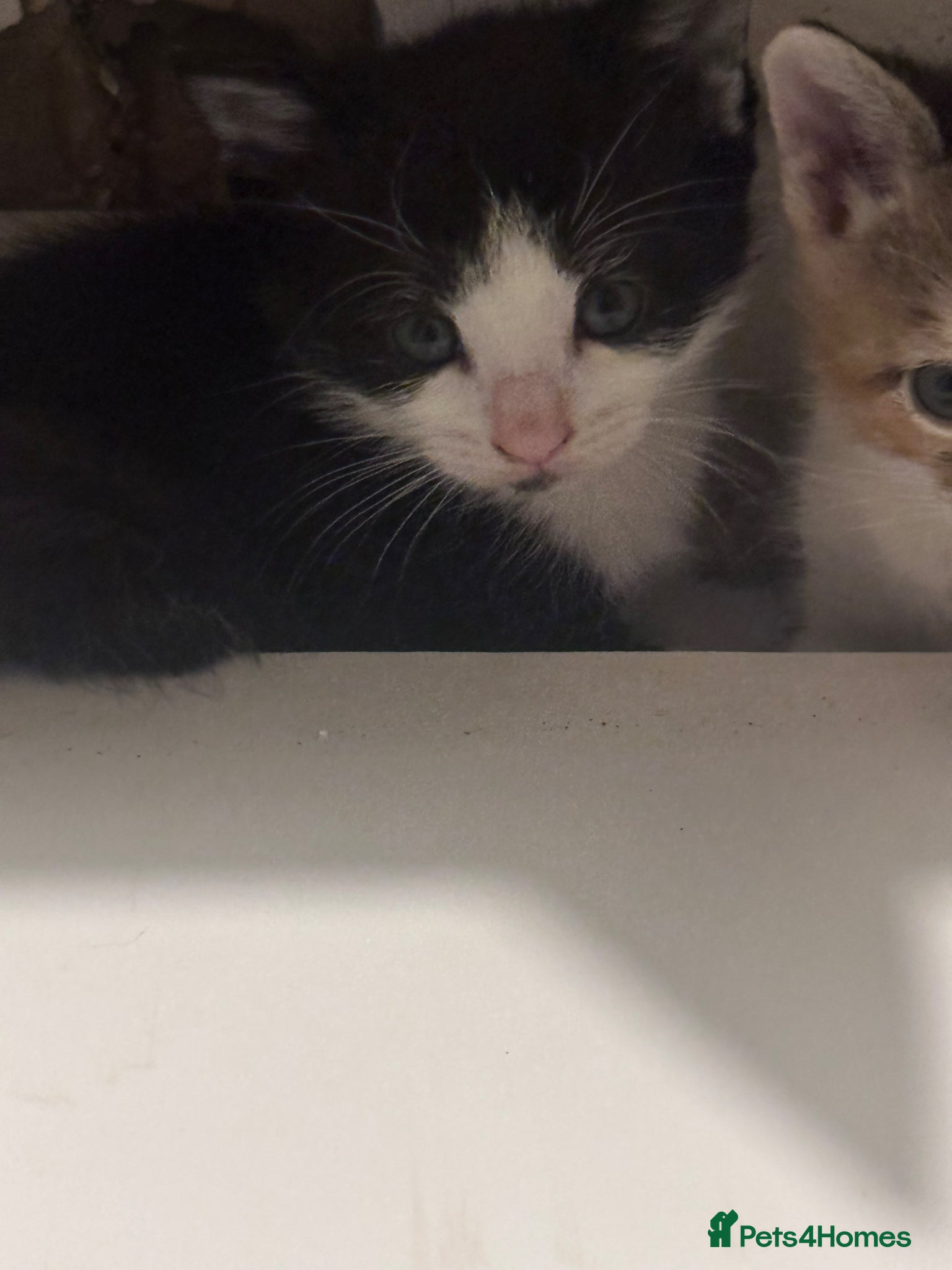 Domestic Shorthair cats 1 female kitten looking for loving home  - Advert 15