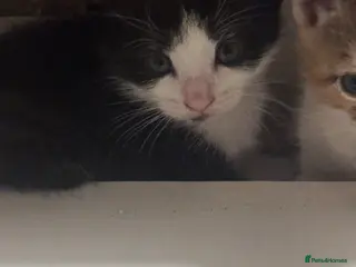 Domestic Shorthair cats 1 female kitten looking for loving home - Advert 1