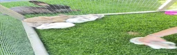 Dwarf Lop rabbits for sale: Baby draw rabbit for sale - Advert 2