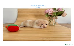 British Shorthair cats for sale: Gccf registered British shorthair kittens - Image 15