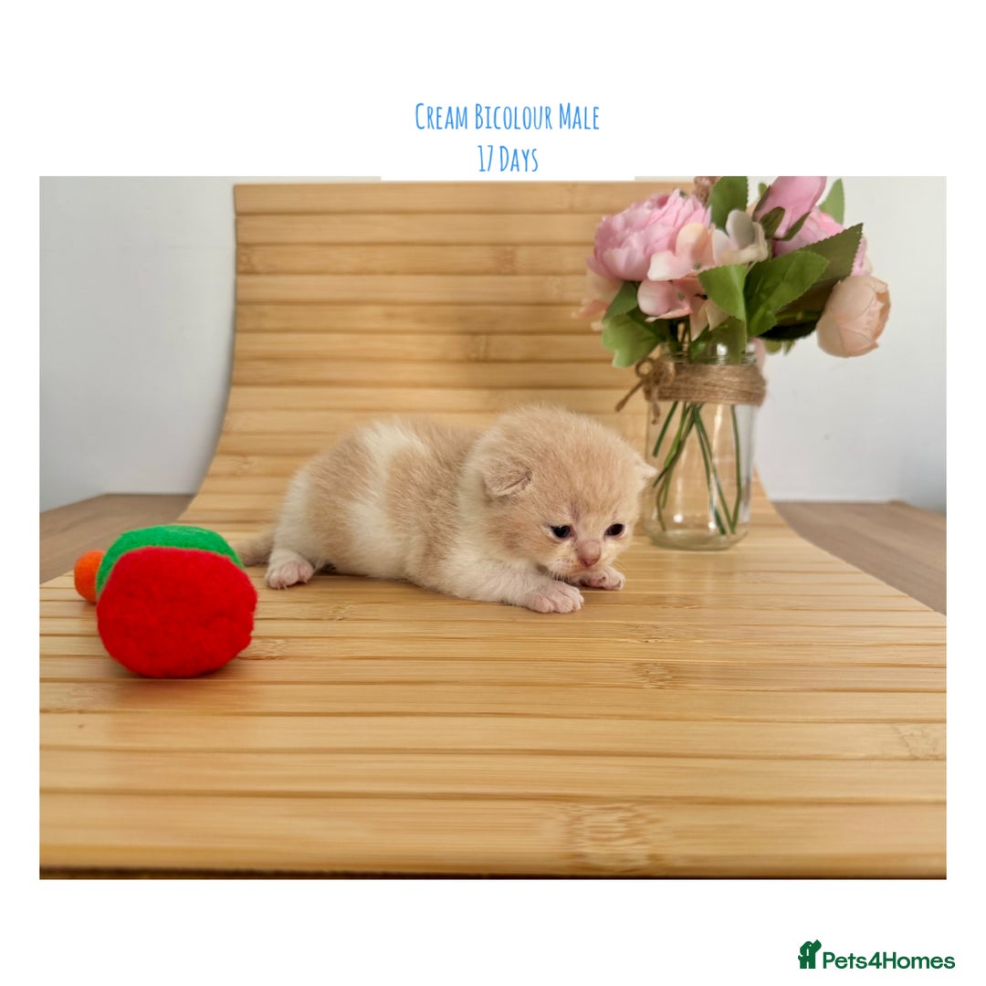 British Shorthair cats for sale: Gccf registered British shorthair kittens - Image 15