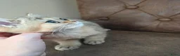 British Longhair cats for sale: Golden British longhair pure bloodline  - Advert 28