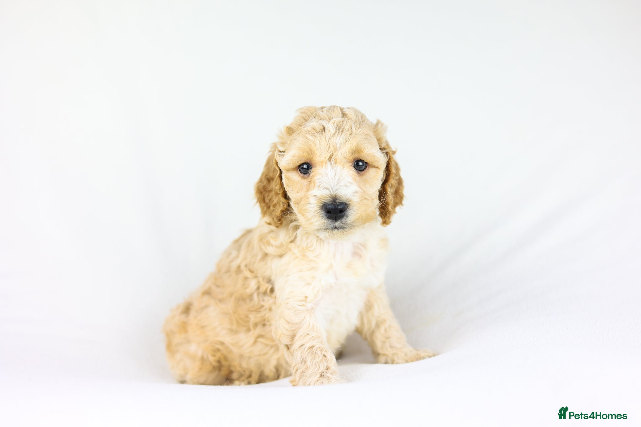 Cavapoo dogs Cavapoos boys and girls ❤️ - Advert 14