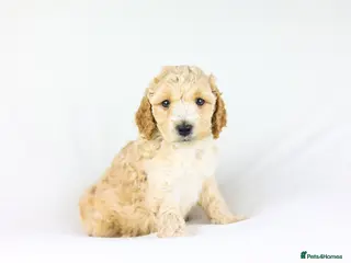 Cavapoo dogs Cavapoos boys and girls ❤️ - Advert 14