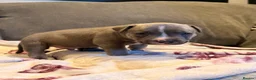 Staffordshire Bull Terrier dogs for sale: Staffy Puppies  - Advert 15
