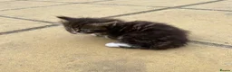 Mixed Breed cats for sale: Adorable Young Kittens Looking for Loving Homes  - Advert 6