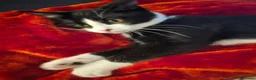 Domestic Shorthair cats for sale: Tuxedo shorthair male Kitten - Advert 7