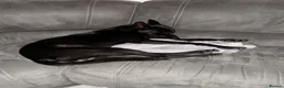 Belgian Shepherd Dog dogs for sale: Belgian Malinois for sale - Advert 11
