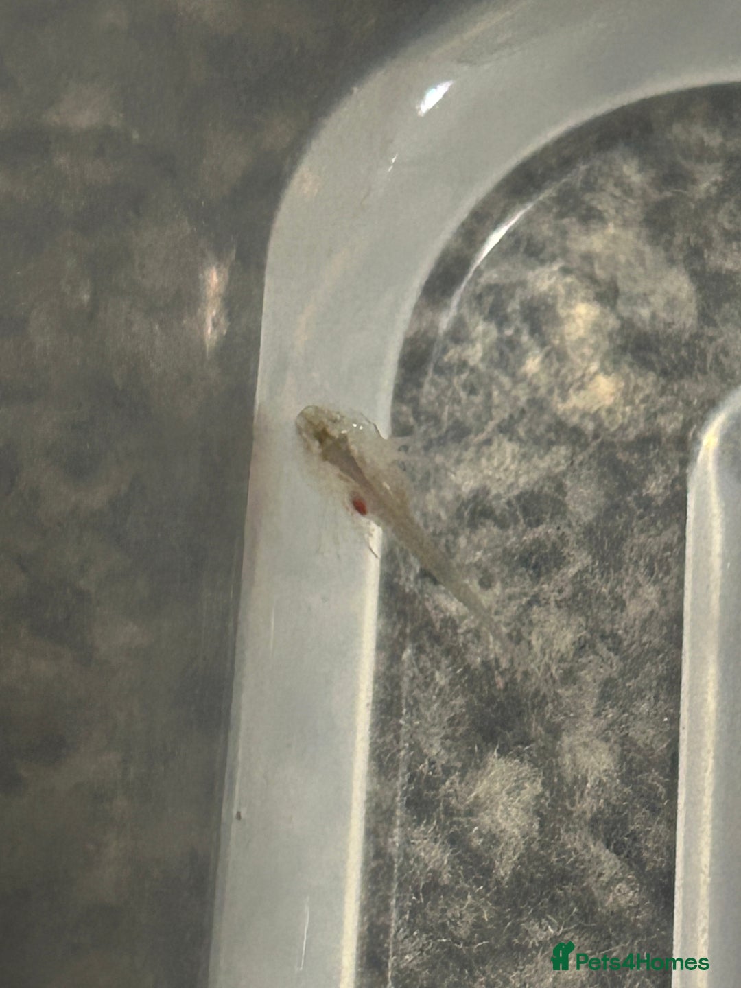 Axolotl reptiles for sale:  Axolotl eggs  - Advert 4