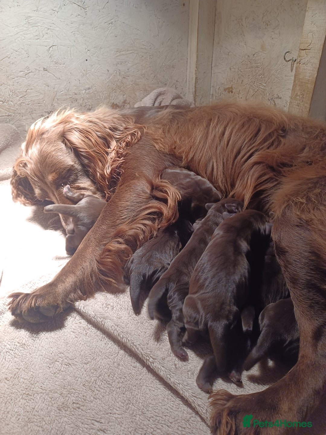 Cocker Spaniel dogs for sale: Cocker spaniel puppies - Image 1