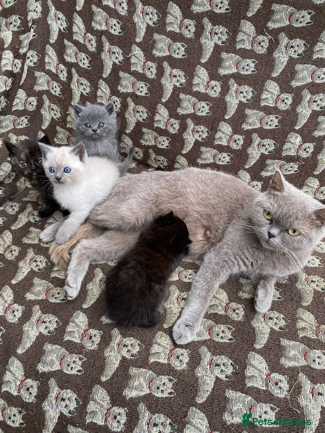British Shorthair cats for sale: British Shorthair x Ragdoll kittens  - Image 7