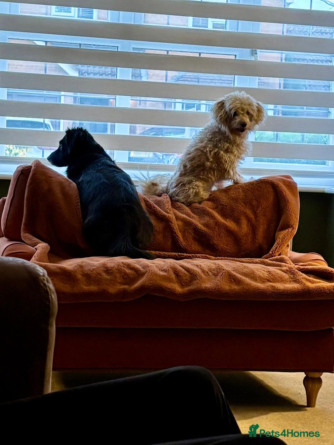 Mixed Breed dogs for adoption: A Sensitive Soul Looking for His Safe, Loving Home - Advert 17