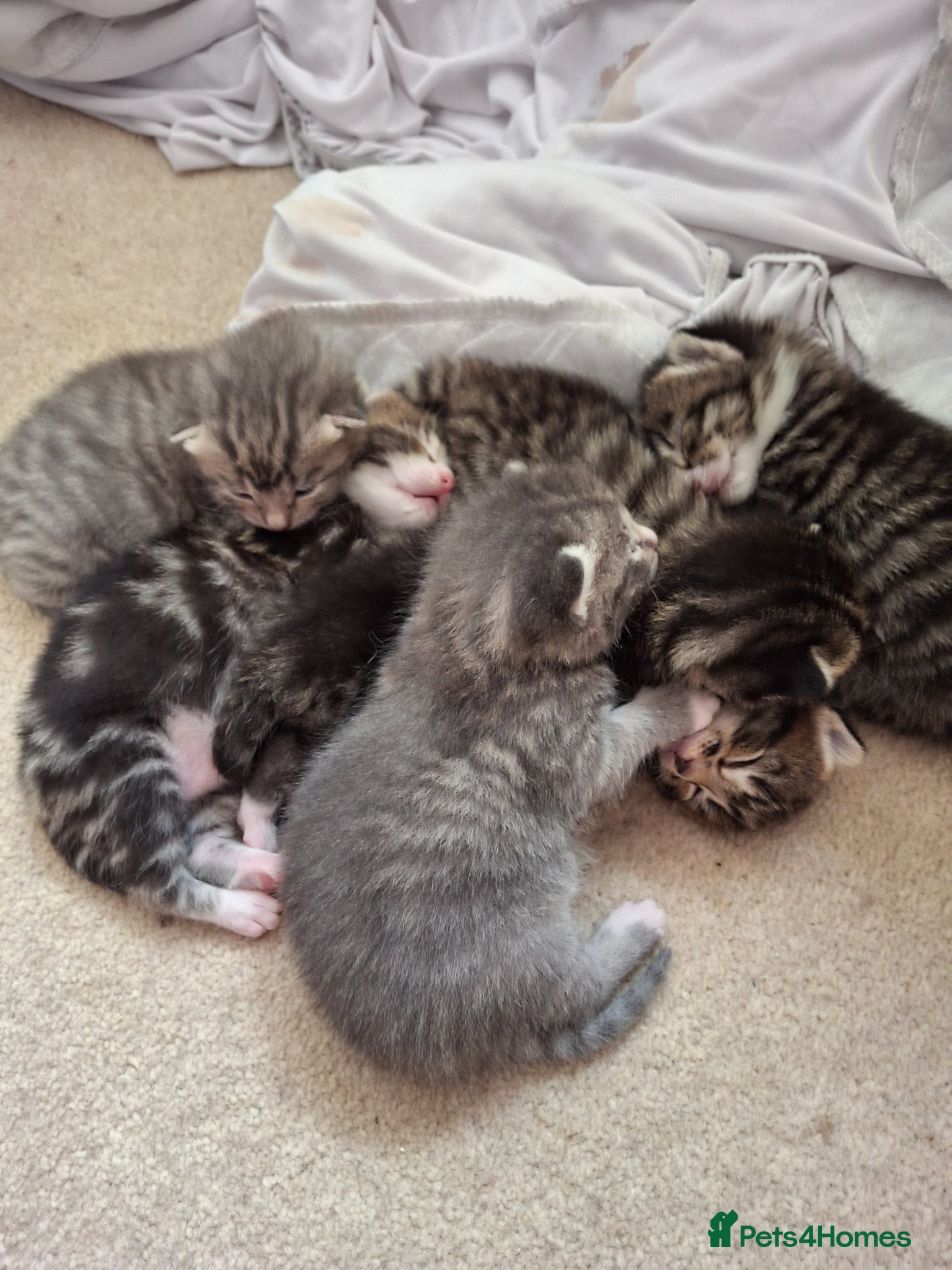 Mixed Breed cats Gorgeous kittens  - Advert 1