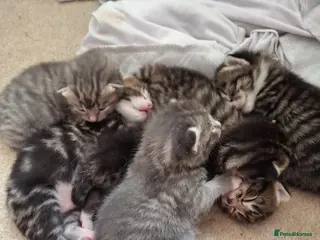 Mixed Breed cats Gorgeous kittens - Advert 1