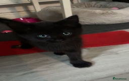 Mixed Breed cats for sale: Beautiful Rag Doll Mix Kitten for re homing  - Image 2