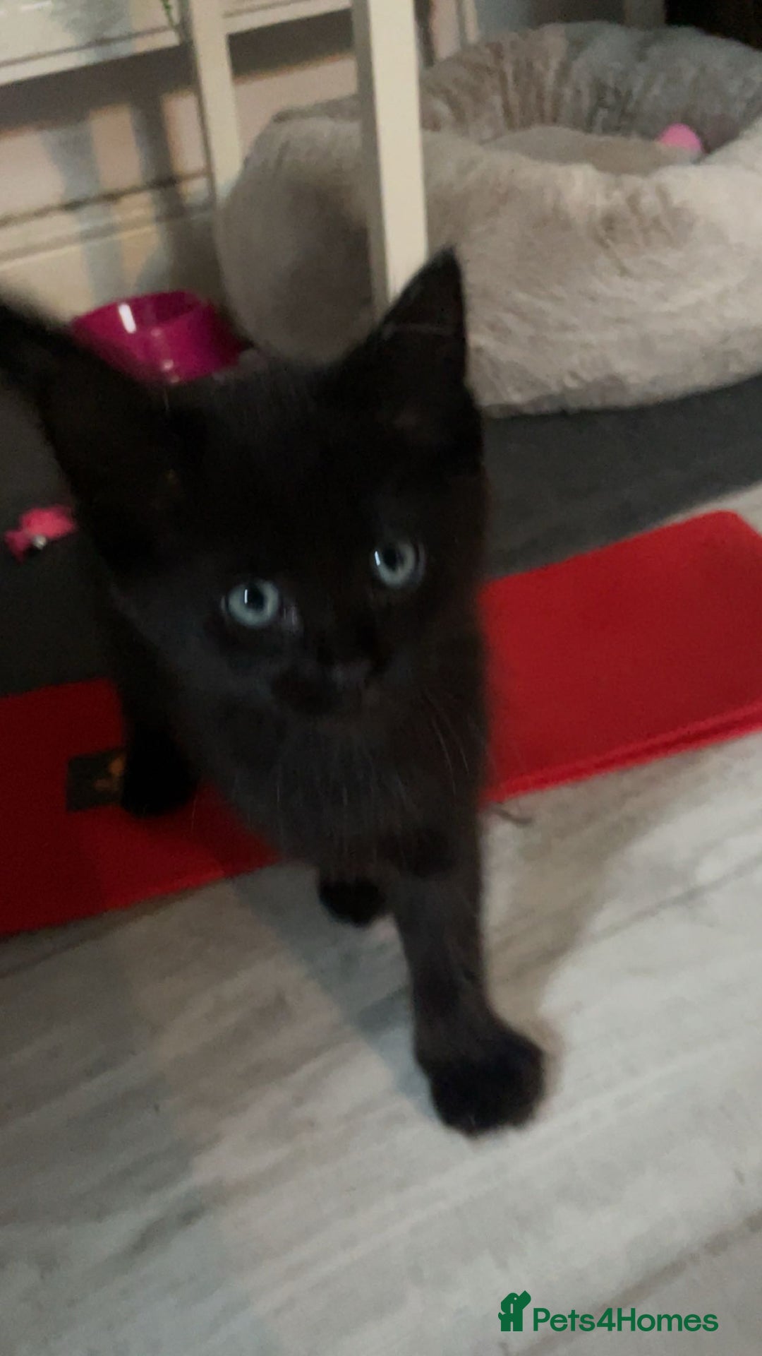 Mixed Breed cats for sale: Beautiful Rag Doll Mix Kitten for re homing  - Image 2