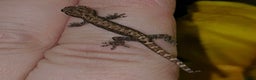 Gecko reptiles for sale: Lizards for rehome  - few to choose from  in Nottingham - Advert 13