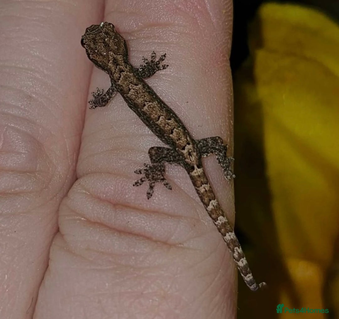 Gecko reptiles for sale: Lizards for rehome  - few to choose from  in Nottingham - Image 14