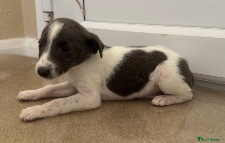 Mixed Breed dogs - Advert 3