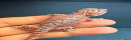 Bearded Dragon reptiles for sale: Red Monster baby bearded dragons ready to go!  - Advert 4