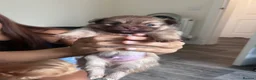 Pomeranian dogs for sale: Male Pomeranian puppy - Advert 4