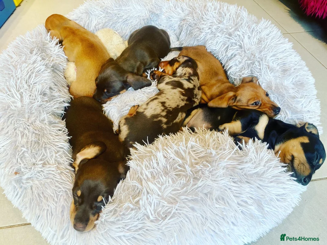Miniature Dachshund dogs for stud: Miniature Shaded Red Dachshund for Stud PRA Clear in Faringdon - Advert 13