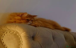 Persian cats for sale: Pure Persian golden kitten ( Persian ) in Isleworth - Image 23