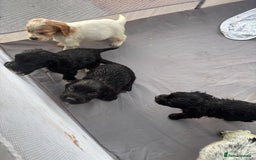 Cocker Spaniel dogs for sale: Show cocker spaniel puppies - Image 16
